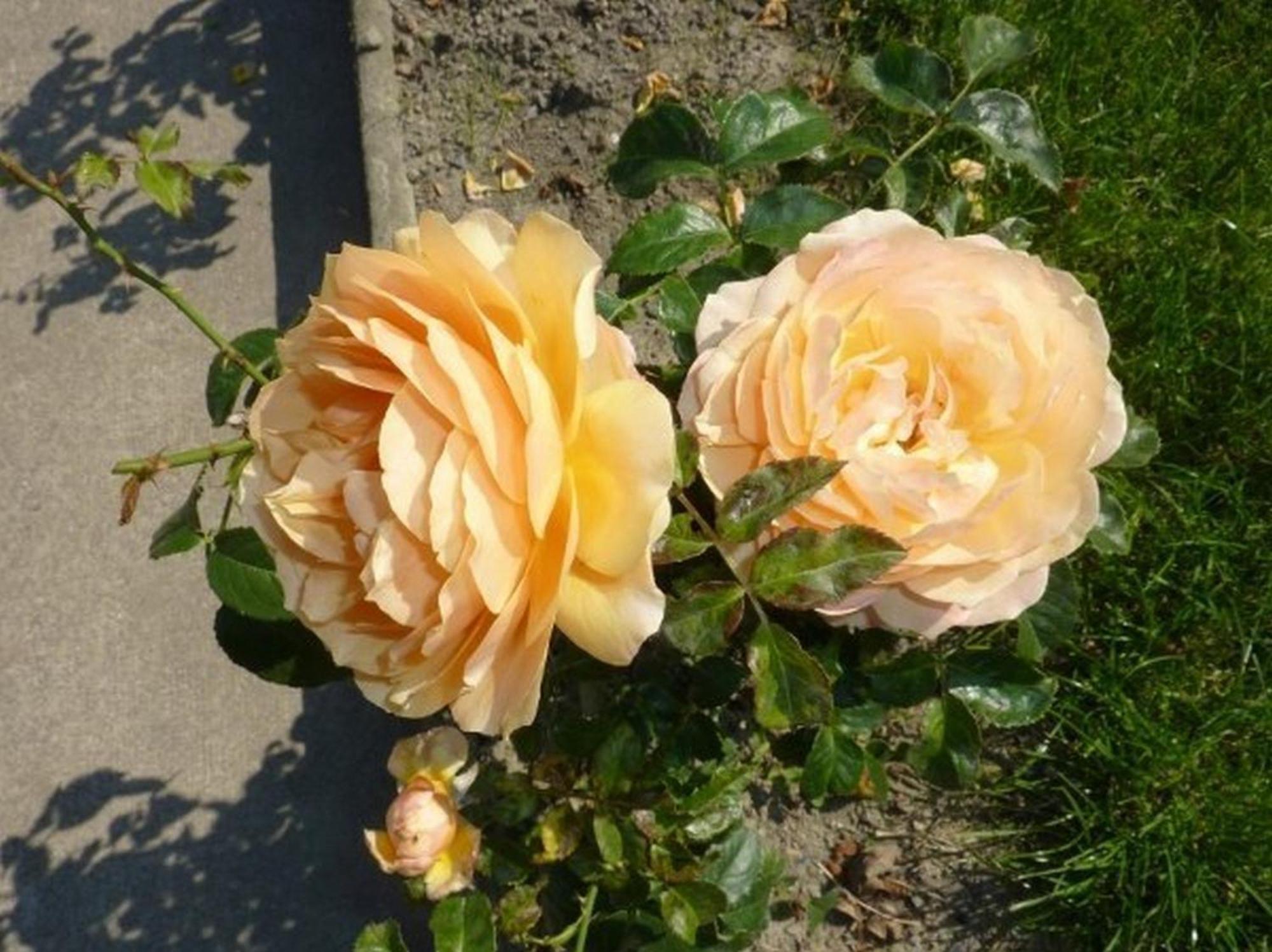 Frühstückspension Les Belles De Mai